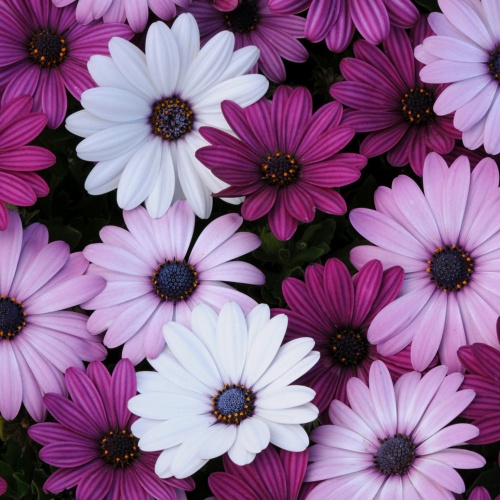 Osteospurmum Berries and Cream Mixed